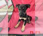 Small German Shepherd Dog Mix