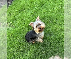 Yorkshire Terrier Puppy for sale in COTTONDALE, AL, USA
