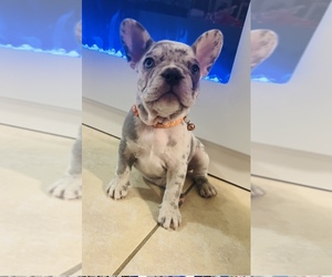 French Bulldog Puppy for sale in HIALEAH, FL, USA