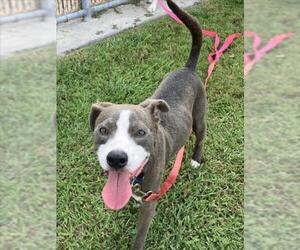 American Pit Bull Terrier Dogs for adoption in Corpus Christi, TX, USA