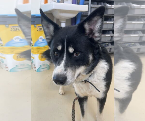 Medium Photo #1 Border Collie-Siberian Husky Mix Puppy For Sale in Webster, WI, USA