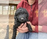 Small Photo #4 Goldendoodle (Miniature) Puppy For Sale in HUTCHINSON, KS, USA