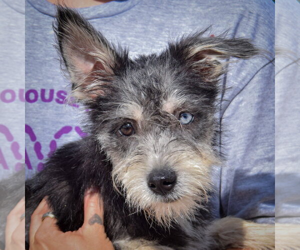 Medium Photo #1 Mutt Puppy For Sale in Huntley, IL, USA