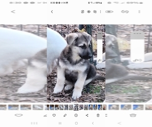 German Shepherd Dog Puppy for sale in SPOTSYLVANIA, VA, USA