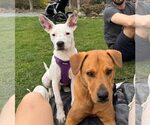 Small #11 American Pit Bull Terrier Mix