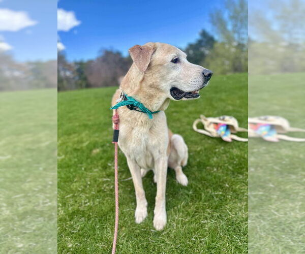 Medium Photo #11 Mutt Puppy For Sale in Salt Lake City, UT, USA