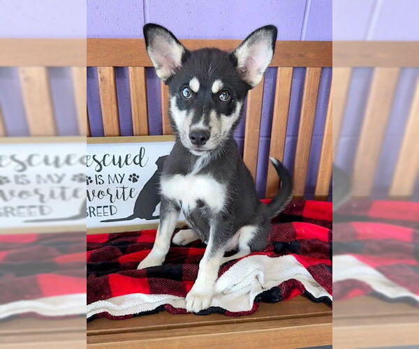 Medium Photo #2 Huskies -Unknown Mix Puppy For Sale in Genesee, WI, USA