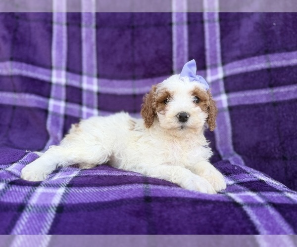 Medium Photo #9 Cavapoo (Miniature) Puppy For Sale in LAKELAND, FL, USA