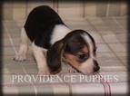 Small Photo #8 Beagle Puppy For Sale in COPPOCK, IA, USA