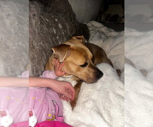 Baylee - Female Mutt Dog for Adoption - Photo #6