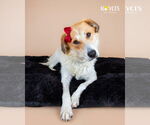Small #2 Australian Shepherd Mix