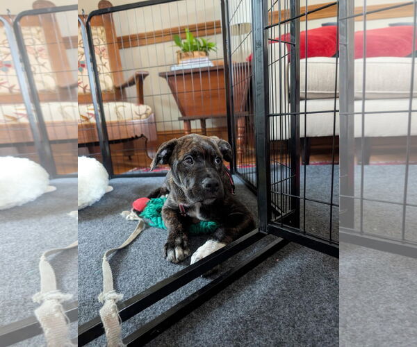 Medium Photo #2 Rottweiler-American Pit Bull Terrier Puppy For Sale in Monterey, VA, USA