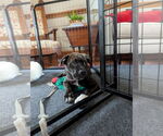 Small #1 Rottweiler-American Pit Bull Terrier