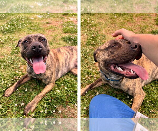 Medium Photo #3 Mutt Puppy For Sale in Weaverville, NC, USA