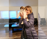Small Photo #1 Shih Apso Puppy For Sale in LONGVIEW, WA, USA