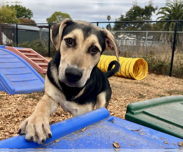Medium Photo #2 German Shepherd Dog-Unknown Mix Puppy For Sale in Santa Cruz, CA, USA