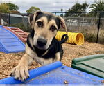 Small #1 German Shepherd Dog Mix