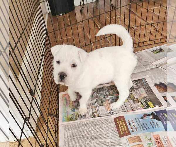 Medium Photo #5 Rus-A-Pei Puppy For Sale in Fultonham, NY, USA