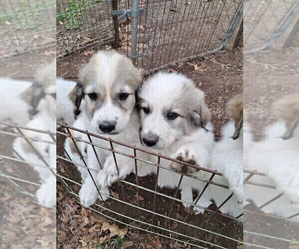 Medium Photo #1 Great Pyrenees Puppy For Sale in BANCROFT, WI, USA