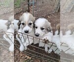 Puppy Felicia Great Pyrenees