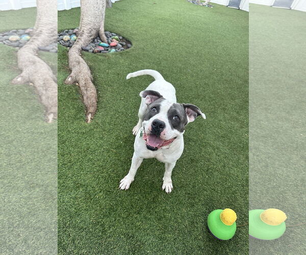 Medium Photo #15 American Pit Bull Terrier Puppy For Sale in Pompano Beach , FL, USA