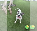 Small #14 American Pit Bull Terrier
