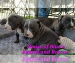 Small Photo #5 American Pit Bull Terrier Puppy For Sale in DELAWARE, OH, USA