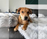 Small #4 American Pit Bull Terrier Mix