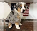 Small Photo #24 Miniature Australian Shepherd Puppy For Sale in WINTER GARDEN, FL, USA
