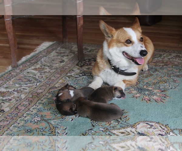 Medium Photo #8 Pembroke Welsh Corgi Puppy For Sale in FAIR GROVE, MO, USA