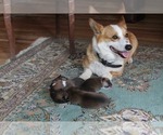Small #7 Pembroke Welsh Corgi