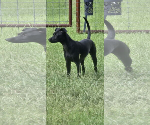 Medium Photo #2 Chihuahua-Unknown Mix Puppy For Sale in McKinney, TX, USA