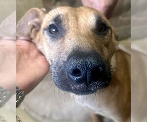 Dustee - Female Black Mouth Cur-Labrador Retriever Mix Dog for Adoption - Photo #4