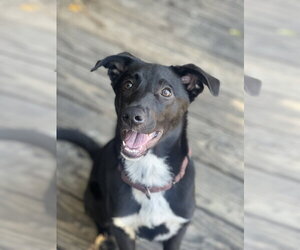bodie - Male Borador Dog for Adoption - Photo #9