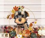 Small Photo #1 Yorkshire Terrier Puppy For Sale in FORT LAUDERDALE, FL, USA