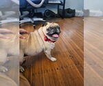 Small #2 Pug