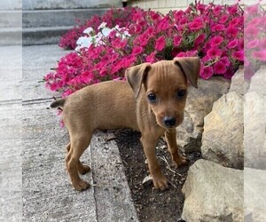 Doberman Pinscher-Miniature Pinscher Mix Puppy for sale in GLOUSTER, OH, USA