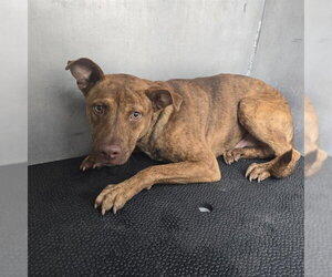 Black Mouth Cur-Unknown Mix Dogs for adoption in Conroe, TX, USA