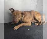 TOOTSIE ROLL - Male Black Mouth Cur-Unknown Mix Dog for Adoption - Small photo