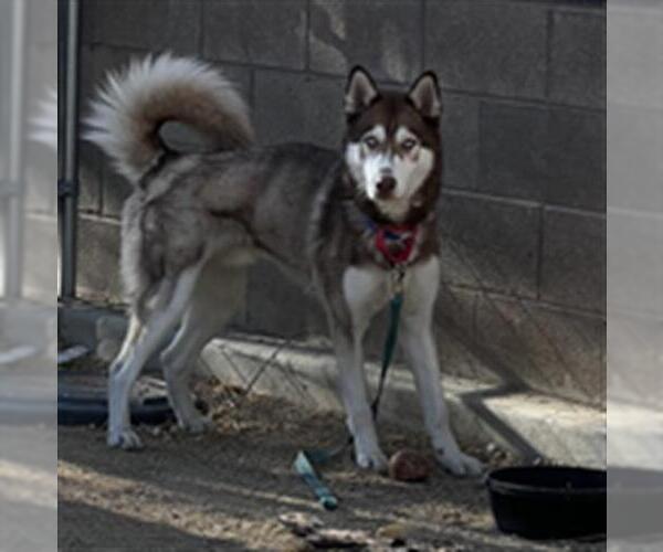 Medium Photo #1 Siberian Husky-Unknown Mix Puppy For Sale in Las Vegas, NV, USA