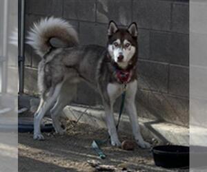 Siberian Husky-Unknown Mix Dogs for adoption in Las Vegas, NV, USA