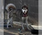Small Siberian Husky Mix