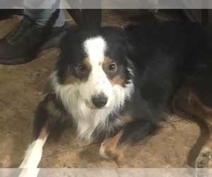 Father of the Australian Shepherd puppies born on 04/15/2019