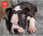 Small Photo #21 Boston Terrier Puppy For Sale in POMEROY, OH, USA