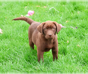 Labrador Retriever Puppy for sale in SYRACUSE, IN, USA