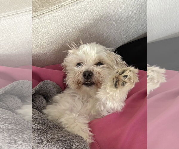 Medium Photo #2 Maltese Puppy For Sale in Arlington, VA, USA