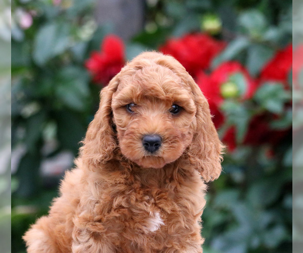 Medium Photo #1 Goldendoodle-Poodle (Miniature) Mix Puppy For Sale in MYERSTOWN, PA, USA