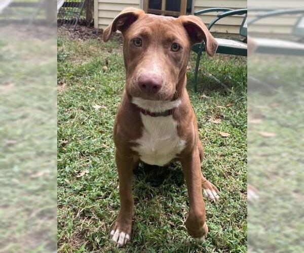 Medium Photo #7 Mutt Puppy For Sale in Holly Springs, NC, USA