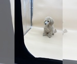 Small Photo #12 Poodle (Toy) Puppy For Sale in LONG GROVE, IL, USA