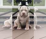 Puppy Polo American Bully